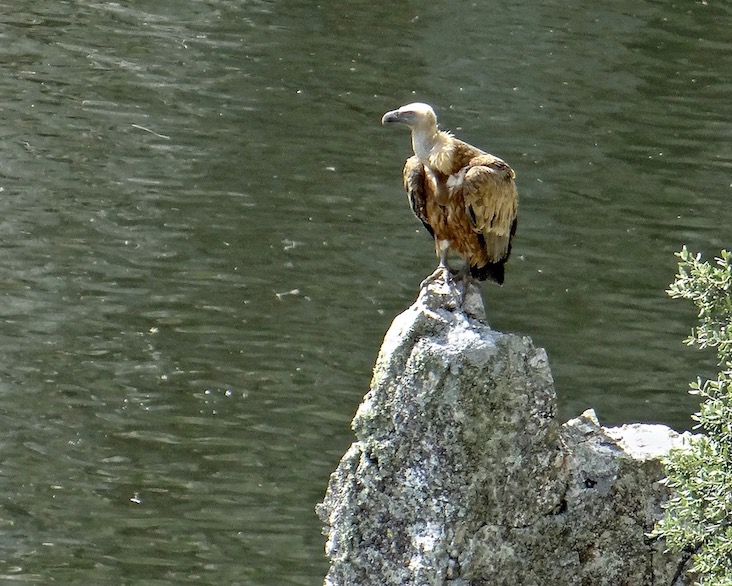 Griffon vulture